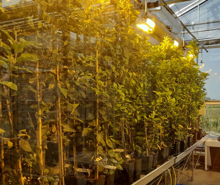 Apple trees in pots growing in a glasshouse as part of a speed breeding trial