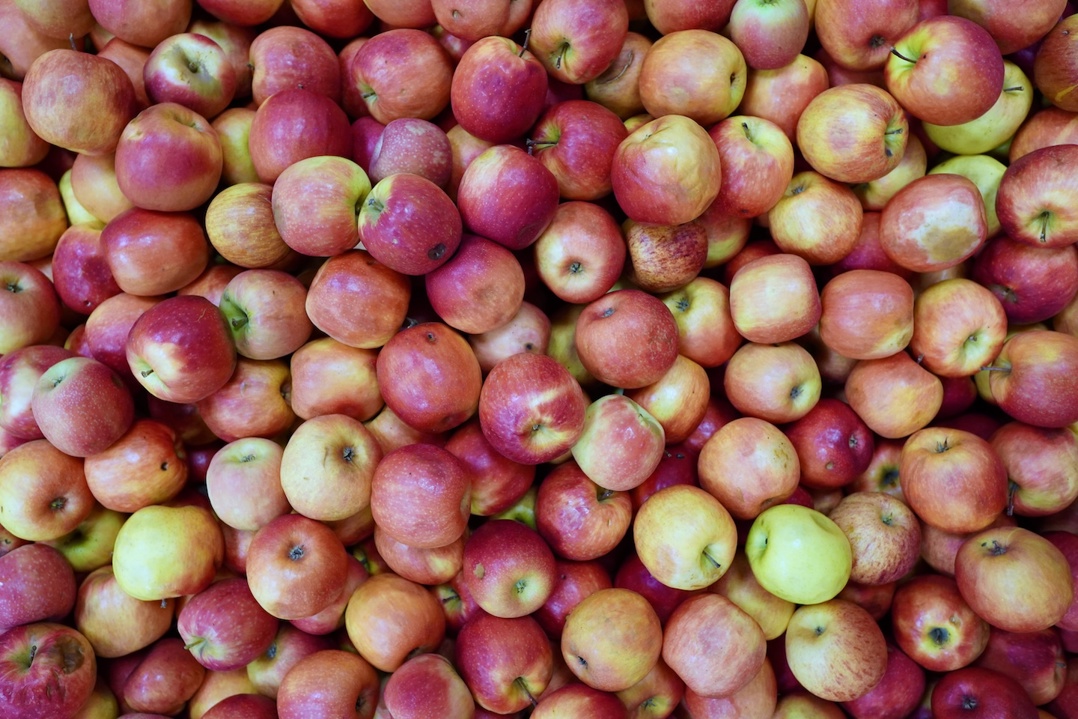 Fresh red apples piled together, ready to be processed into air-dried fruit crisps at Nim's Naturally