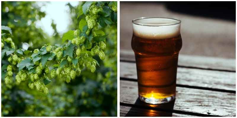 On the search for sustainable British hop varieties