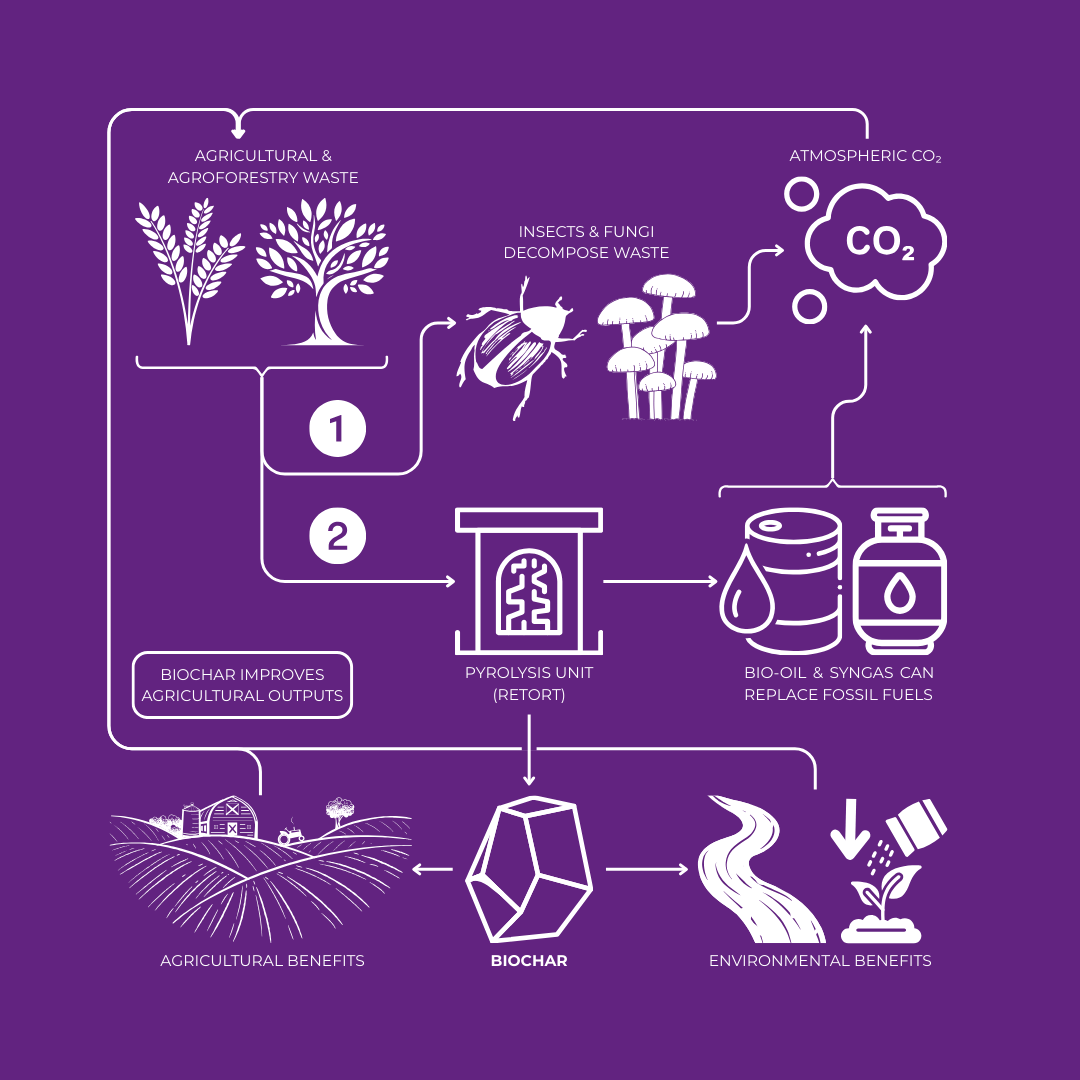 Infographic flowchart illustrating two parallel carbon‑cycle pathways: (1) natural decomposition, where insects and fungi break down plant material and release CO₂ back into the atmosphere, and (2) biochar pathway, showing biomass conversion into biochar, its application to farmland, and the resulting long‑term sequestration of carbon in soil.