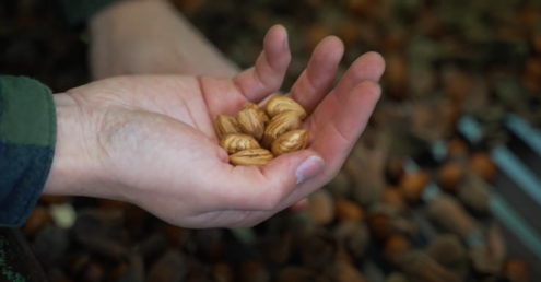 Handful of cobnuts after dehusking at Roughway Farm