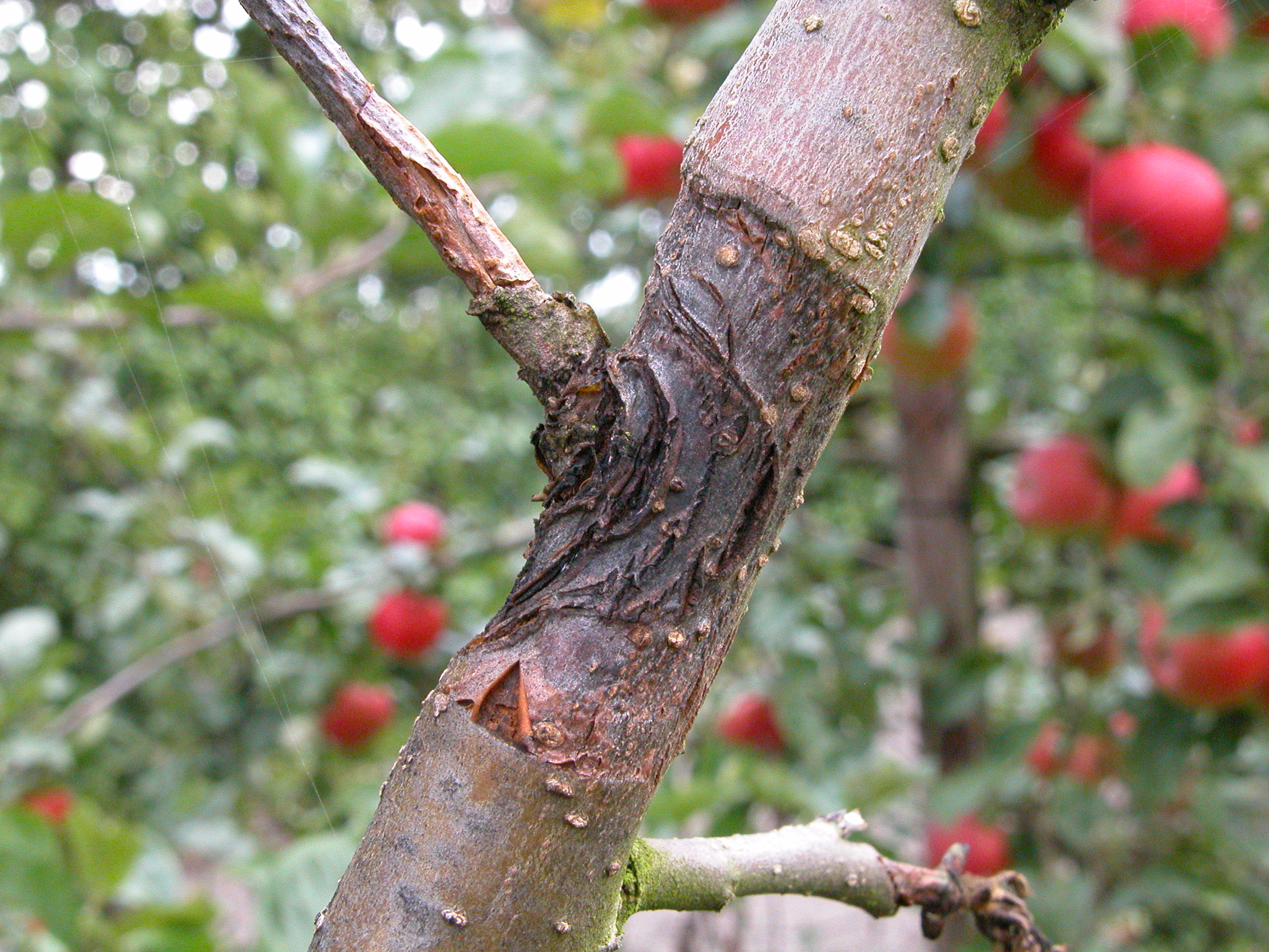 Net zero horticultural food production gets £1m research funding boost