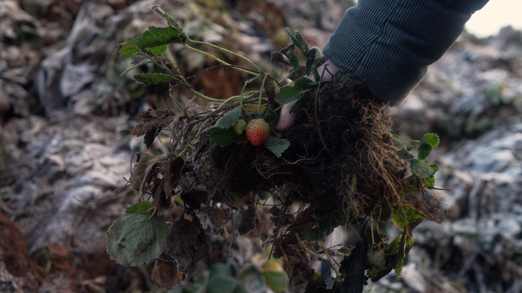 A photo of used coir at Overland, containing large amounts of plastic and plant material.