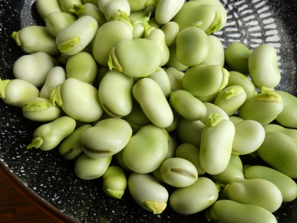 The rise of the Fava bean