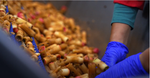 Sorting through Nim's Crisps apple core waste